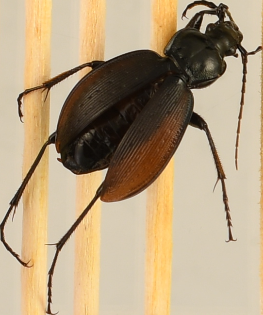 beetle_230.png