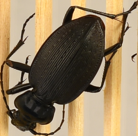 beetle_668.png