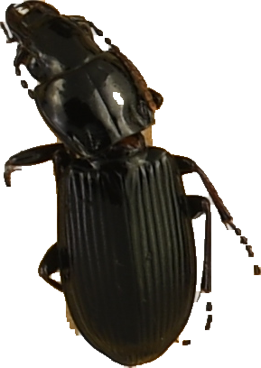 beetle_174.png