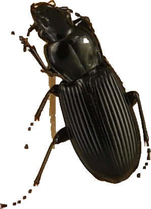 beetle_312.png