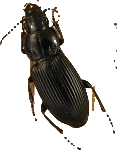 beetle_448.png