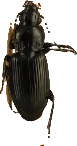 beetle_460.png