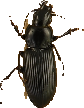 beetle_463.png