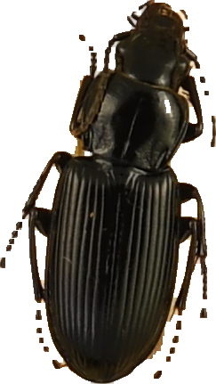 beetle_595.png