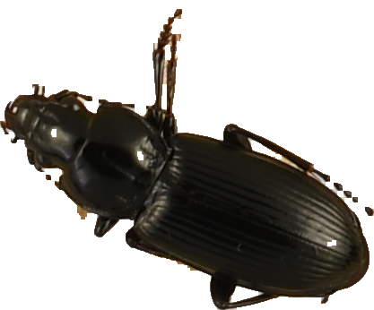 beetle_690.png