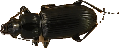 beetle_116.png