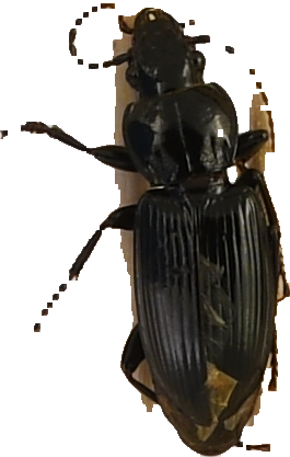 beetle_167.png