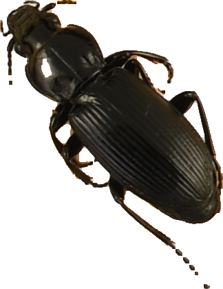 beetle_445.png