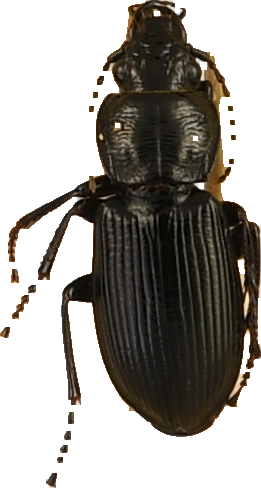 beetle_199.png