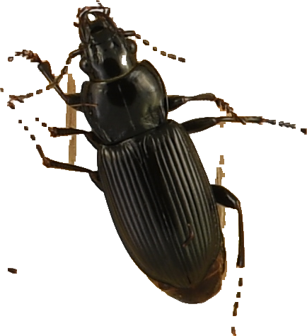 beetle_204.png