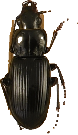 beetle_353.png