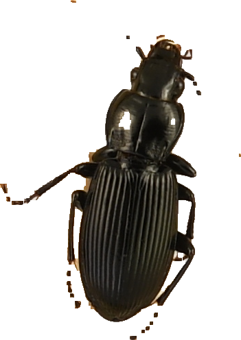 beetle_358.png