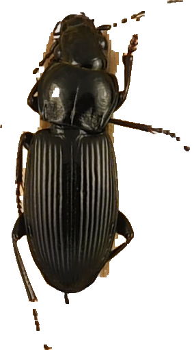 beetle_440.png