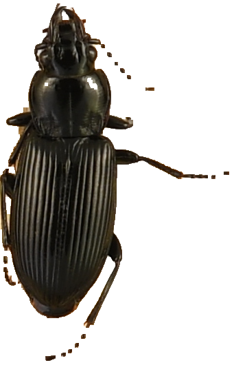 beetle_454.png