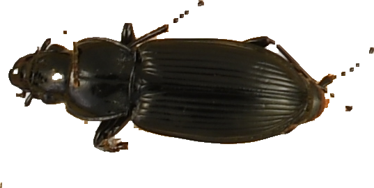 beetle_517.png