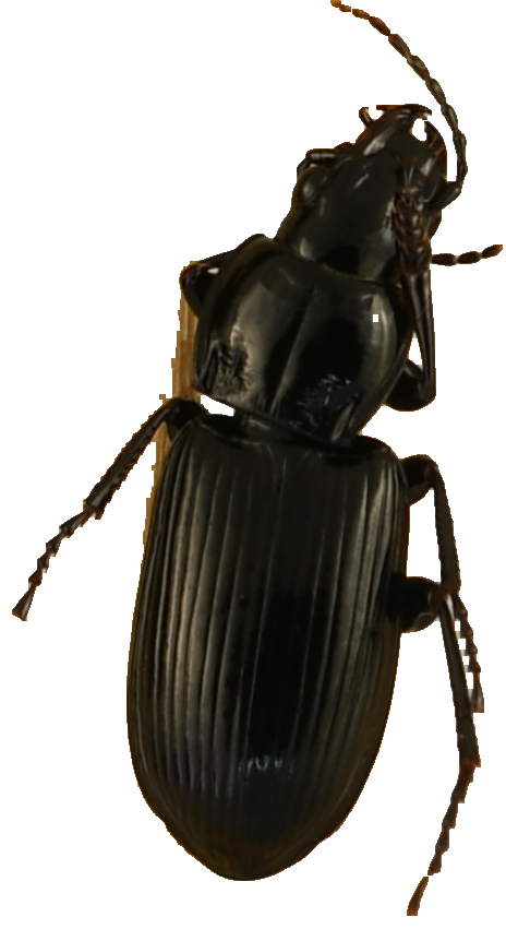 beetle_429.png