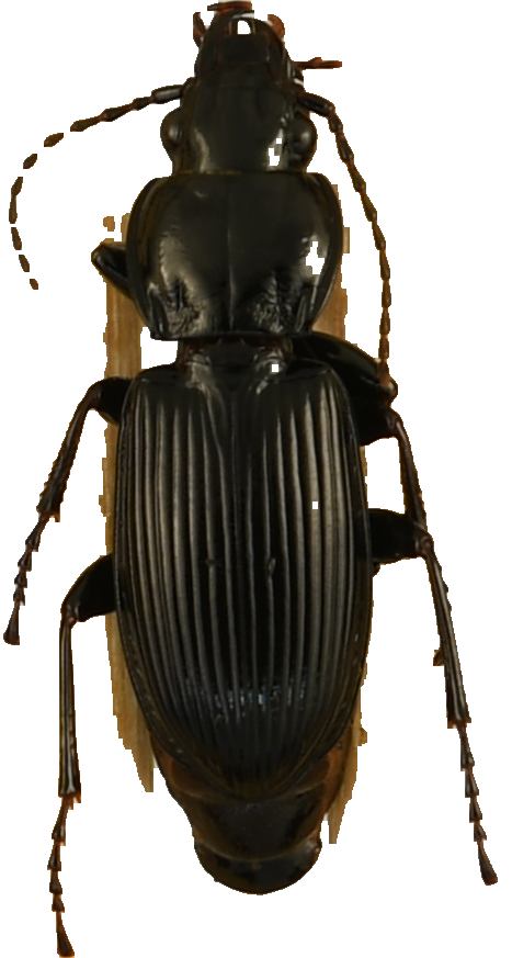 beetle_695.png