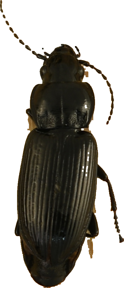 beetle_713.png