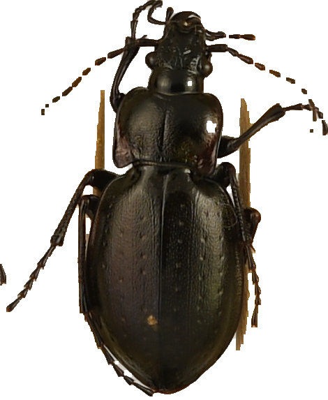 beetle_308.png