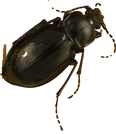 beetle_317.png