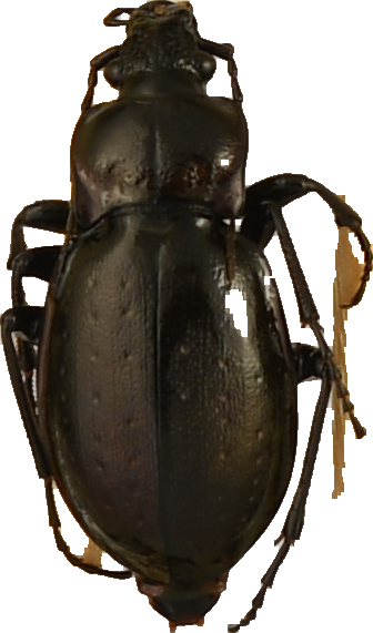 beetle_328.png