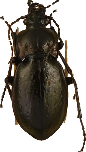 beetle_334.png