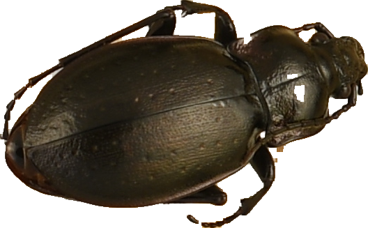 beetle_459.png