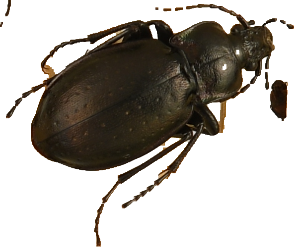 beetle_517.png