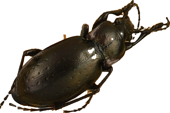 beetle_525.png