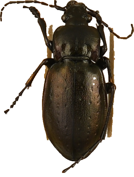 beetle_544.png