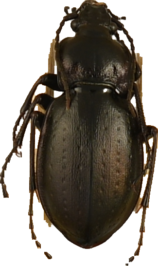 beetle_545.png