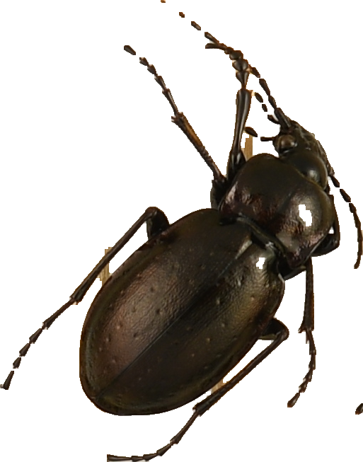 beetle_554.png