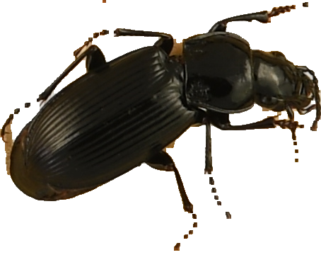 beetle_133.png