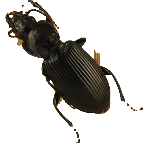 beetle_186.png