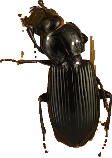 beetle_327.png