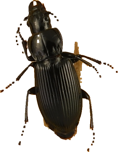 beetle_501.png