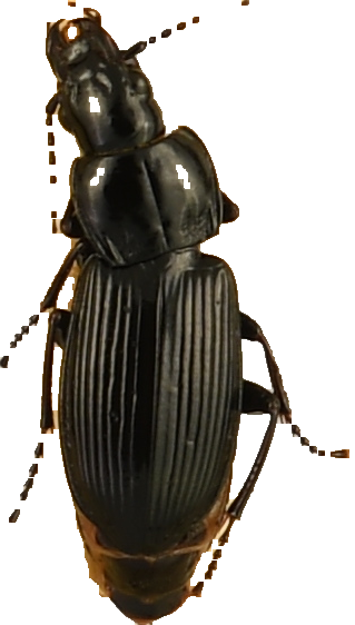 beetle_509.png