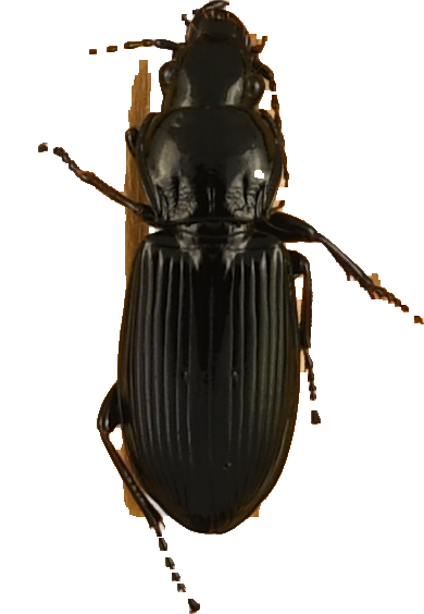 beetle_513.png