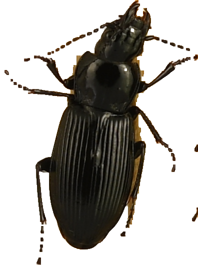 beetle_514.png