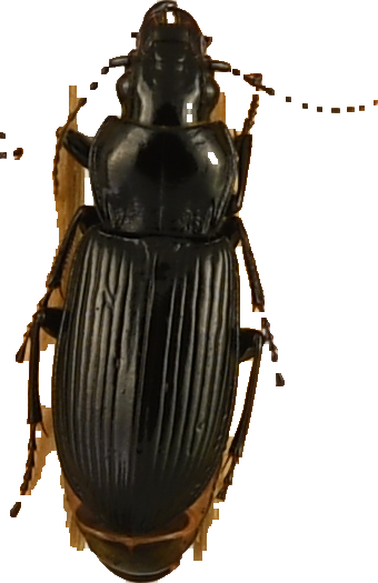 beetle_520.png