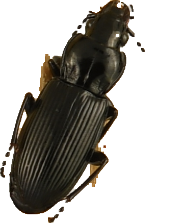 beetle_755.png