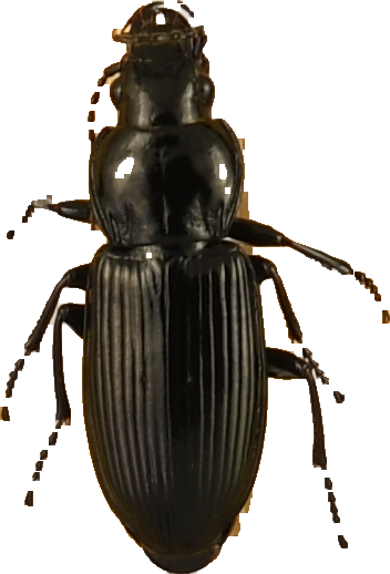 beetle_777.png