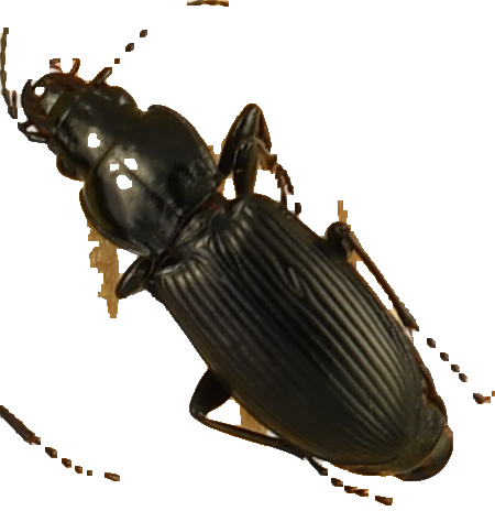 beetle_879.png