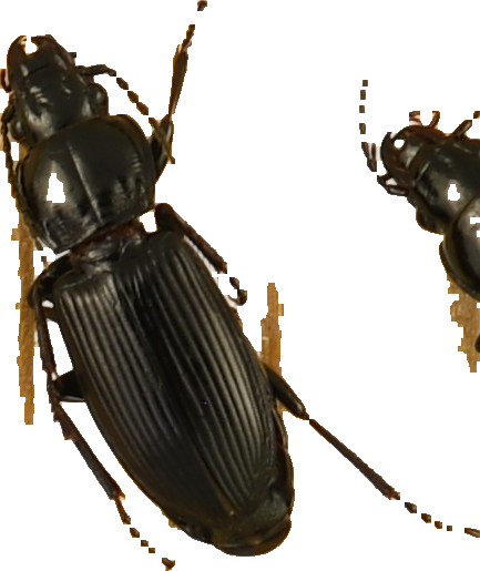 beetle_882.png