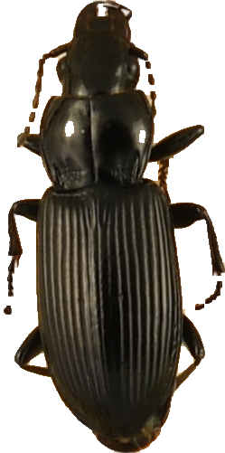 beetle_883.png