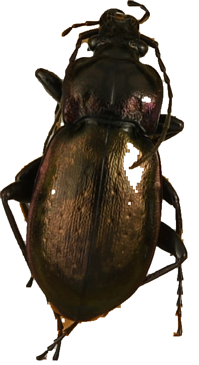 beetle_263.png