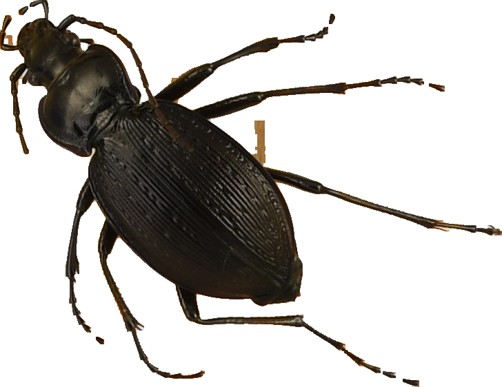 beetle_408.png