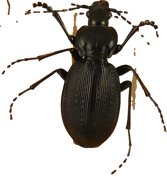 beetle_893.png