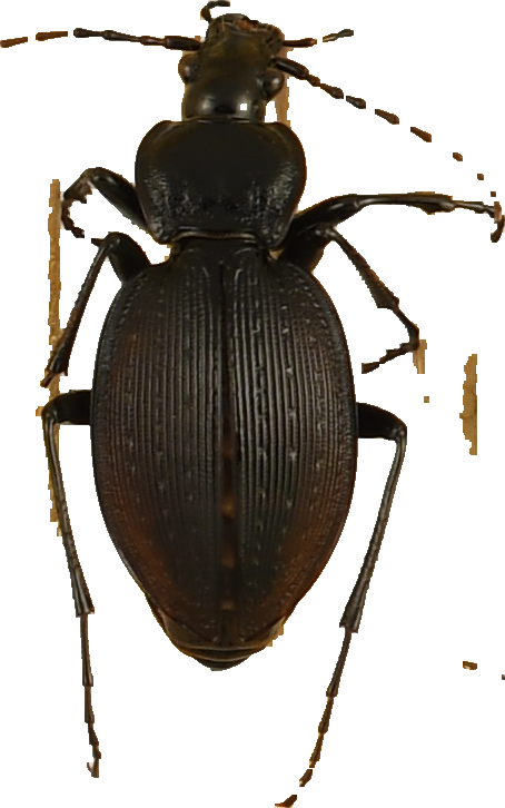 beetle_897.png