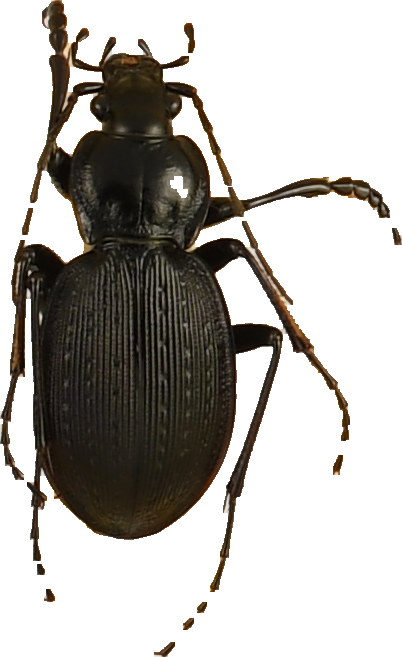 beetle_898.png